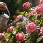 Arroser ses rosiers avec ce simple ingrédient de cuisine pour une floraison abondante