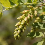 Beignets de fleurs d'acacias : encore quelques semaines avant la floraison, s'y préparer maintenant