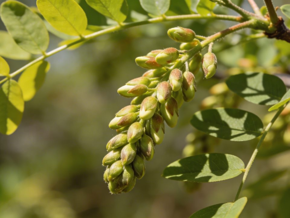 Beignets de fleurs d'acacias : encore quelques semaines avant la floraison, s'y préparer maintenant
