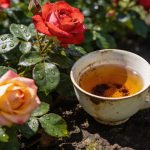 Ce reste de thé du matin transforme vos rosiers en quelques semaines