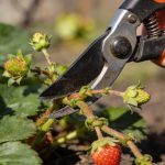 Couper les stolons des fraisiers en mars : le geste qui fait la différence sur la quantité de fruits cet été