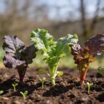 Débuter un potager en mars : les 5 légumes indulgents qui poussent même quand on n'y connaît rien