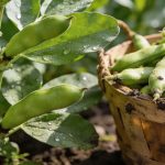 Fèves au potager : le légume oublié du printemps qui enrichit la terre en azote tout en remplissant l'assiette