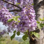 Le paulownia, cet arbre à croissance rapide dont la floraison surprend chaque année