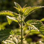 Les orties au jardin : mauvaise herbe ou alliée précieuse ?