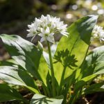 Pâtes à la crème d'ail des ours : la plante sauvage qui pousse partout en mars et que personne ne cueille