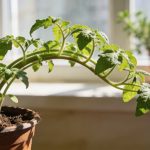 Semis de tomates qui s'étiolent : pourquoi ils poussent en fil et comment rattraper le coup rapidement