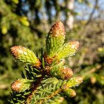 Sirop de bourgeons de sapin : se prépare maintenant avant que les bourgeons n'éclatent