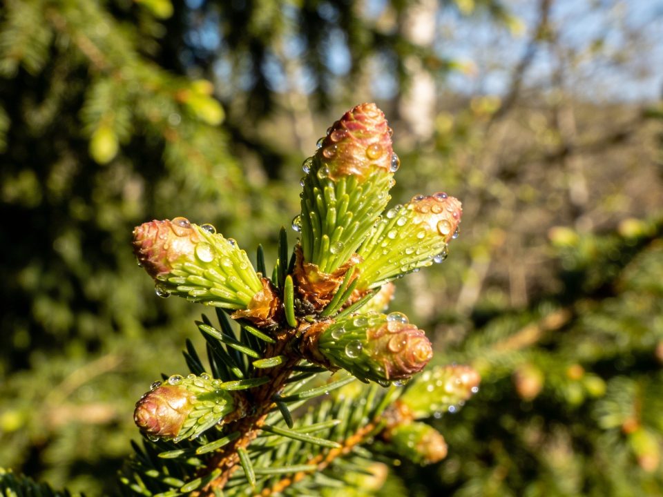Sirop de bourgeons de sapin : se prépare maintenant avant que les bourgeons n'éclatent