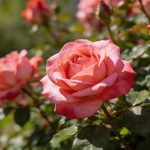 Taille des rosiers au printemps : le bon moment selon la variété