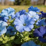 23 fleurs bleues à planter pour colorer son extérieur