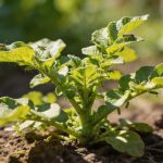 Cette plante sauvage semée en mars devient la meilleure défense de votre potager contre les pucerons