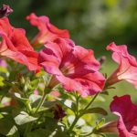 Pétunias : ce geste impitoyable que les jardiniers experts font toujours en avril (et que l'on n'ose pas faire)