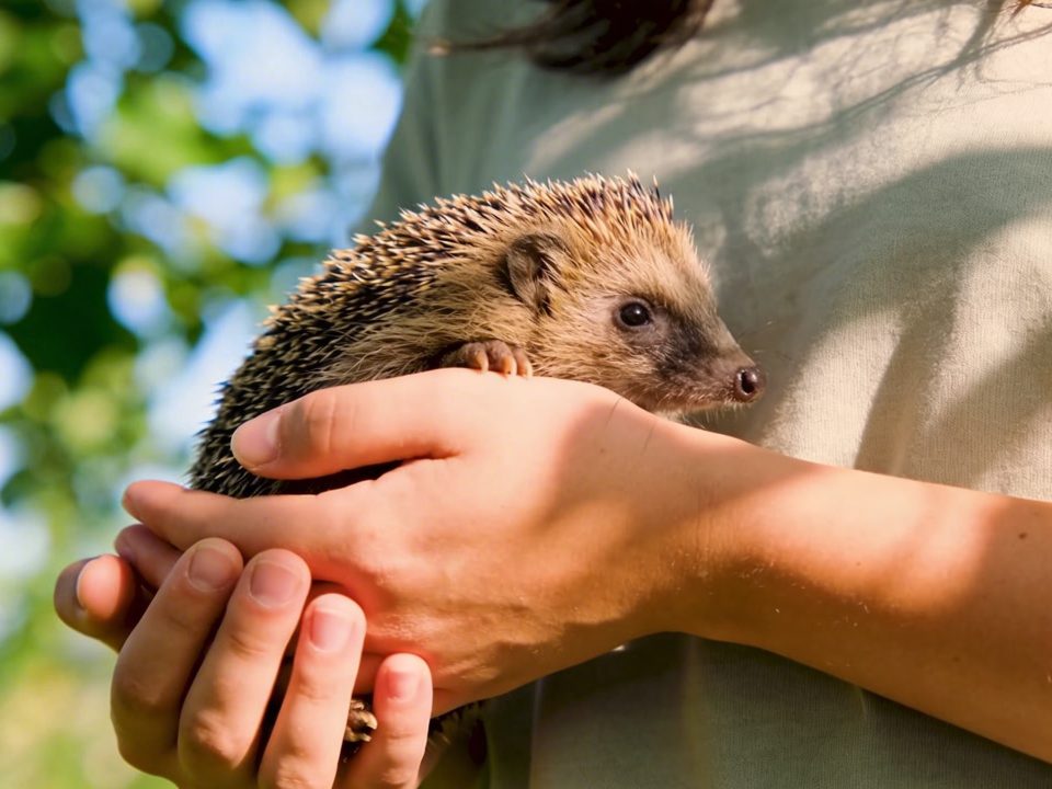 Un naturaliste m'a dit : "Accueille le hérisson comme ça… ou tu le mettras en danger sans le savoir !"