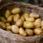 Petits tubercules dorés disposés dans un panier en osier