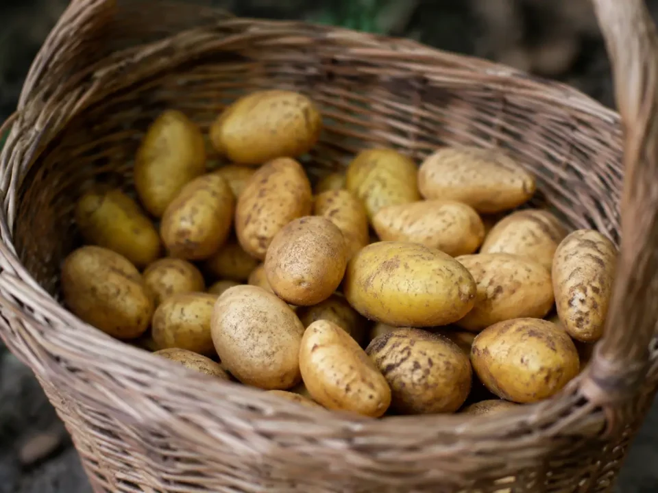 Petits tubercules dorés disposés dans un panier en osier